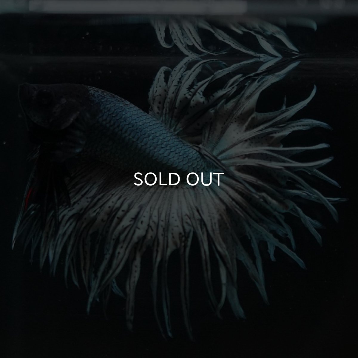 画像6: KCT カッパー (6)