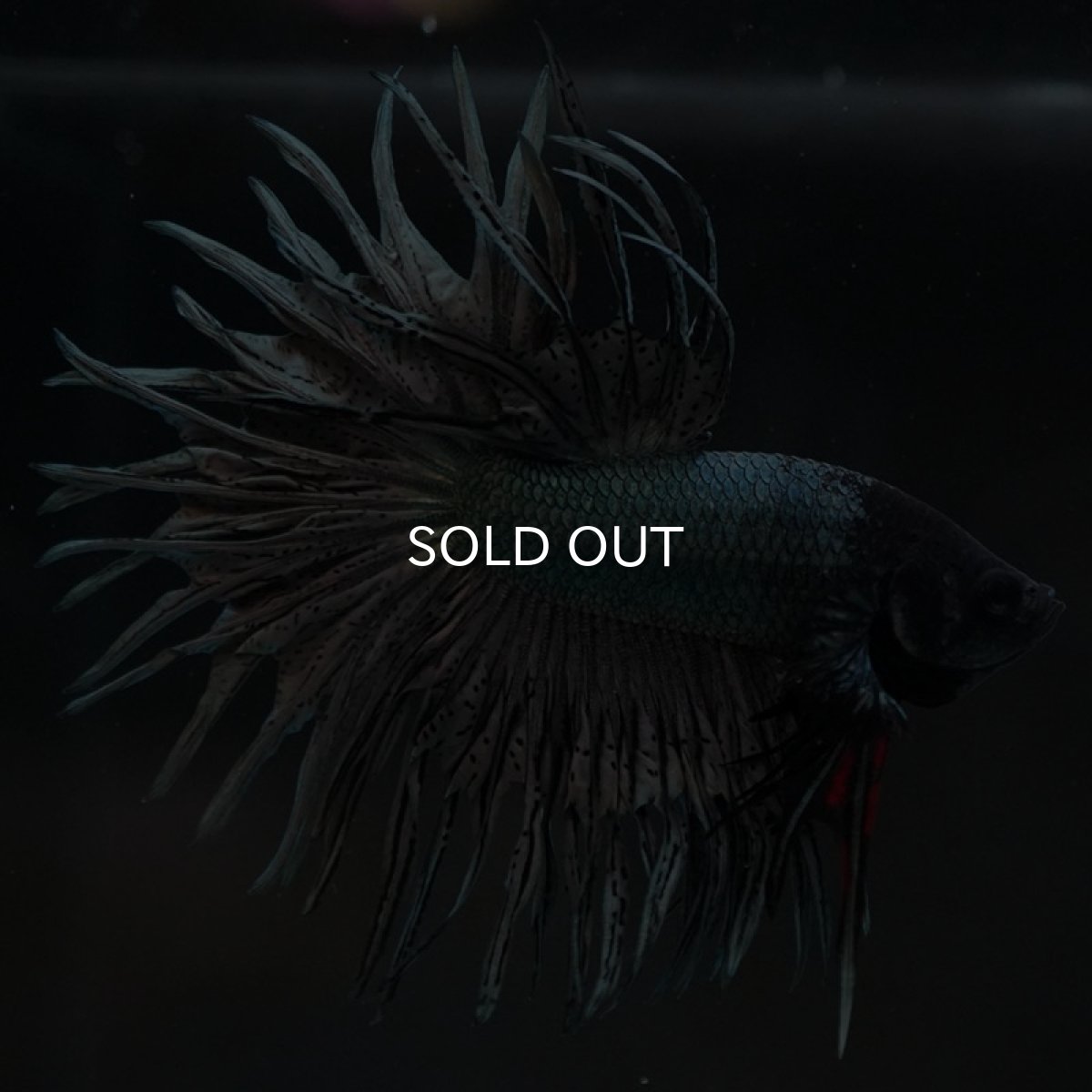 画像8: KCT カッパー (8)