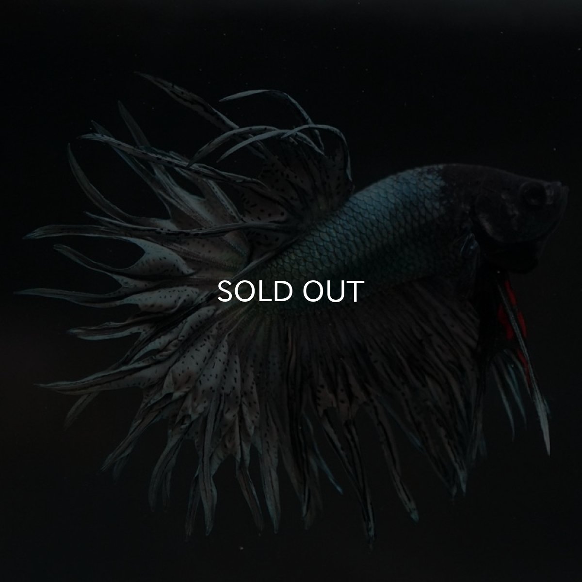 画像7: KCT カッパー (7)