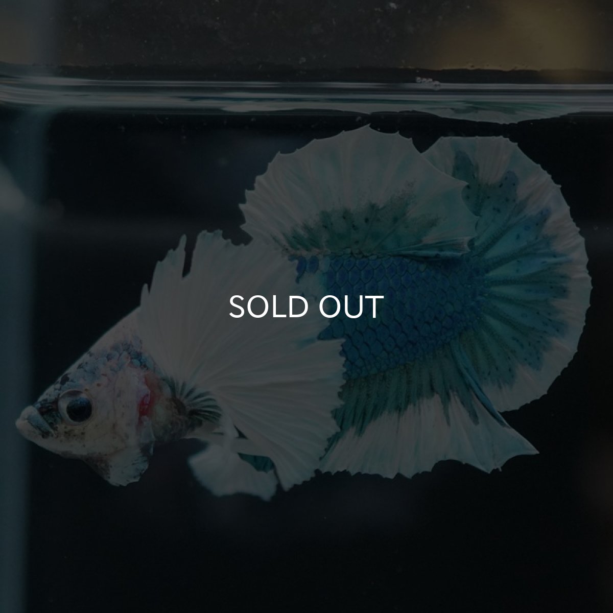 画像10: HMPKダンボ　ホワイトブルーマーブル (10)