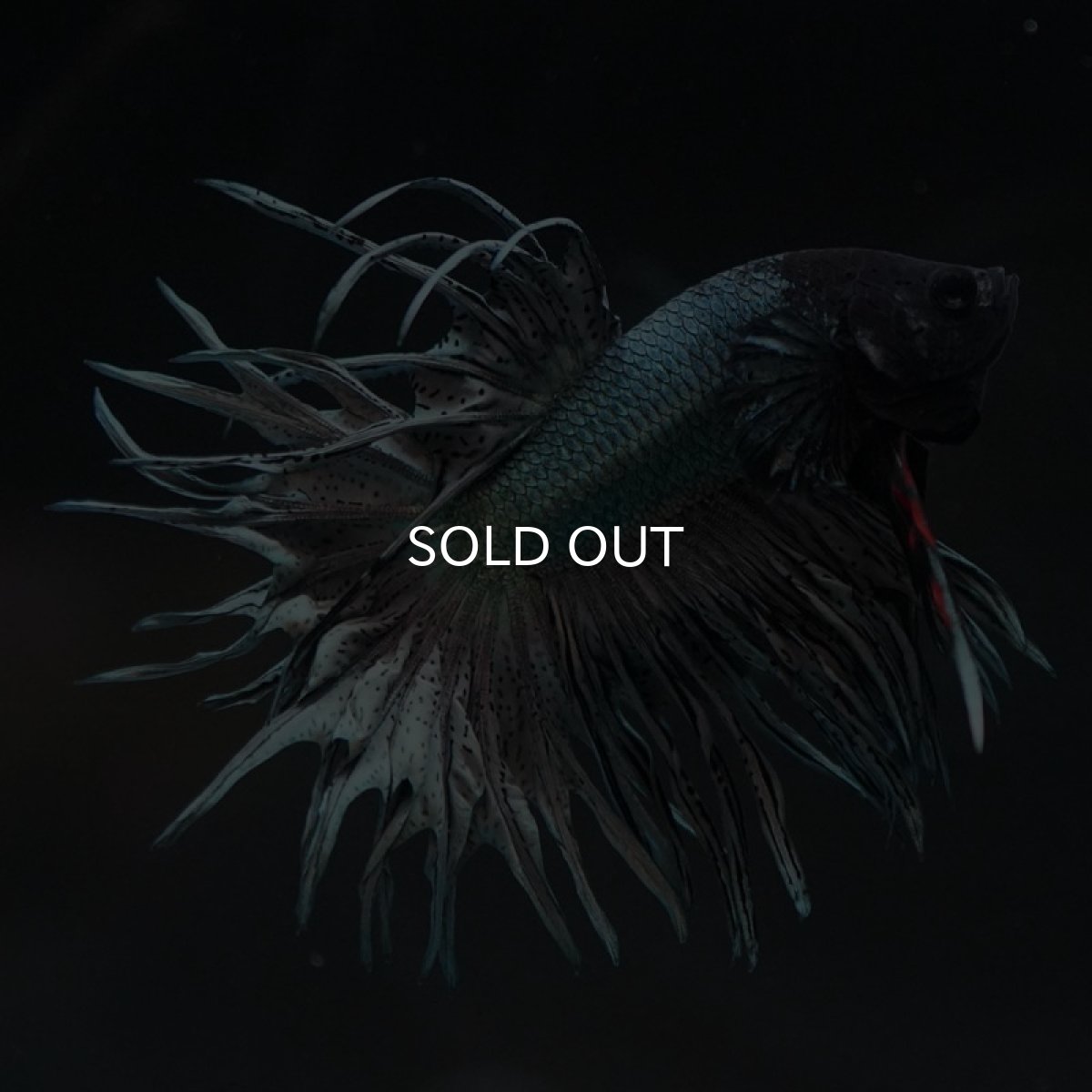 画像5: KCT カッパー (5)