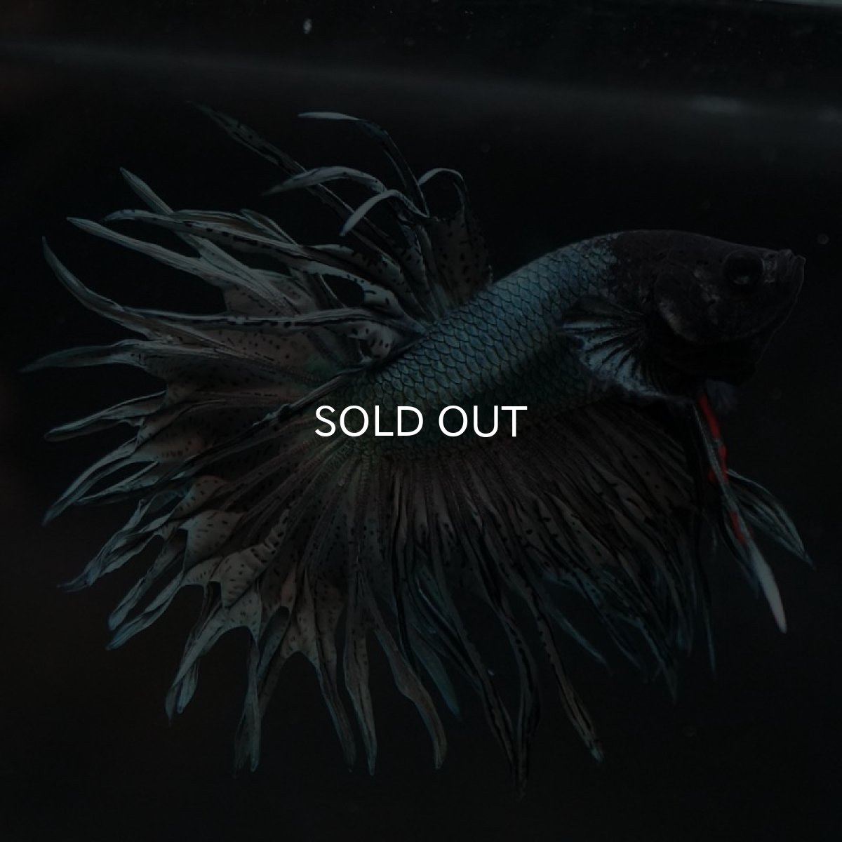 画像3: KCT カッパー (3)