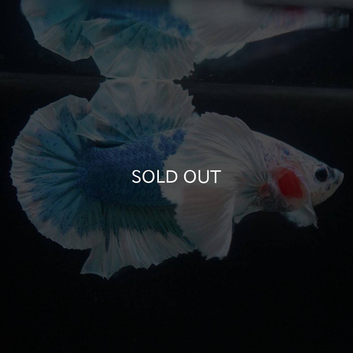 画像9: HMPKダンボ　ホワイトブルーマーブル (9)