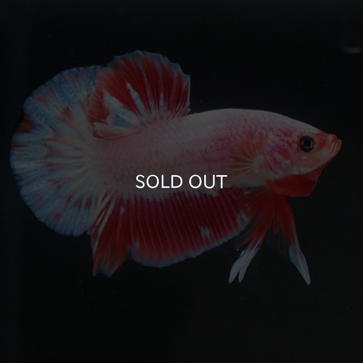 画像5: HMPK　ファンシー (5)