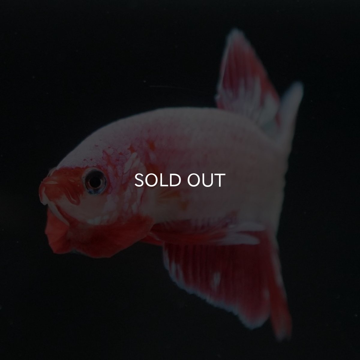 画像7: HMPK　ファンシー (7)