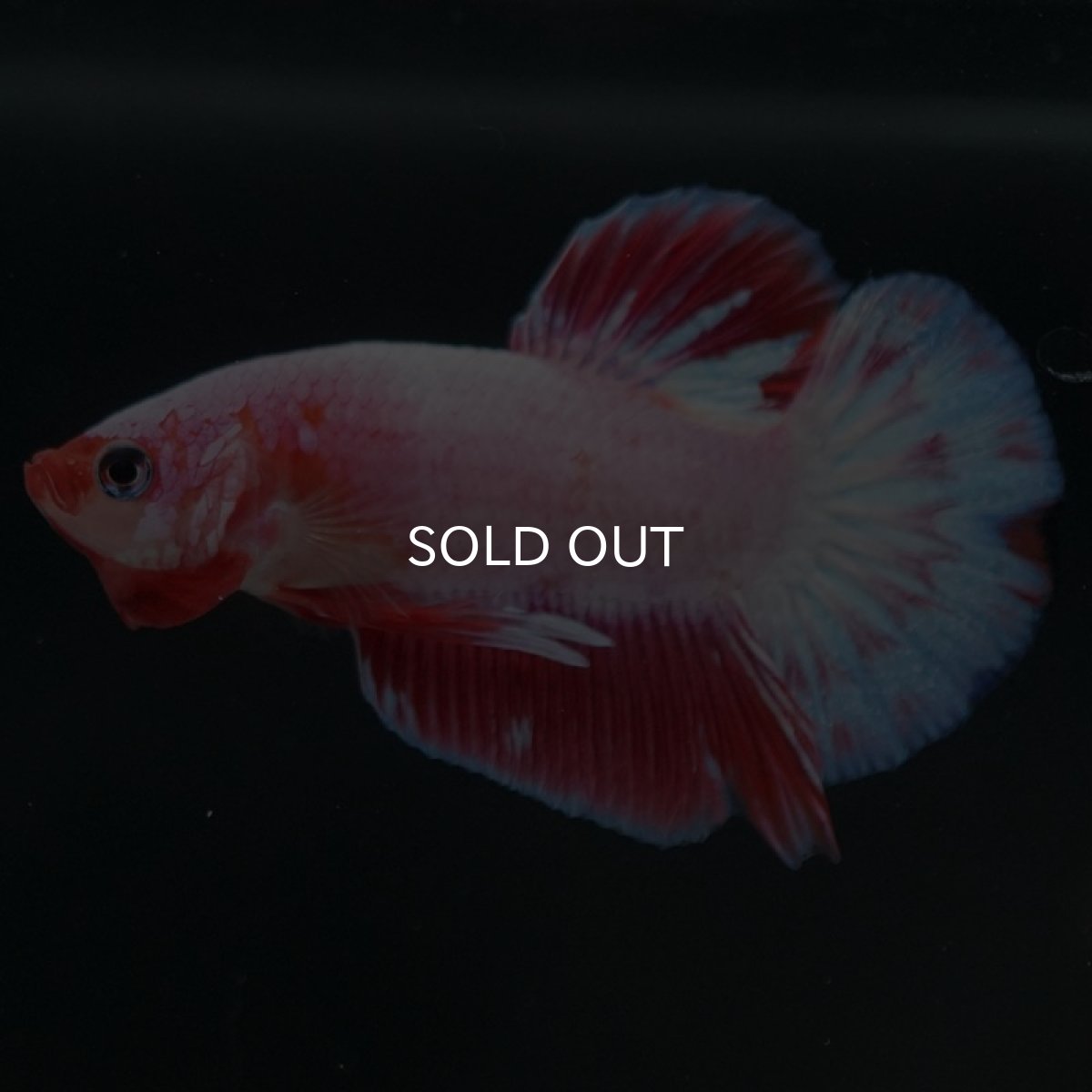 画像4: HMPK　ファンシー (4)