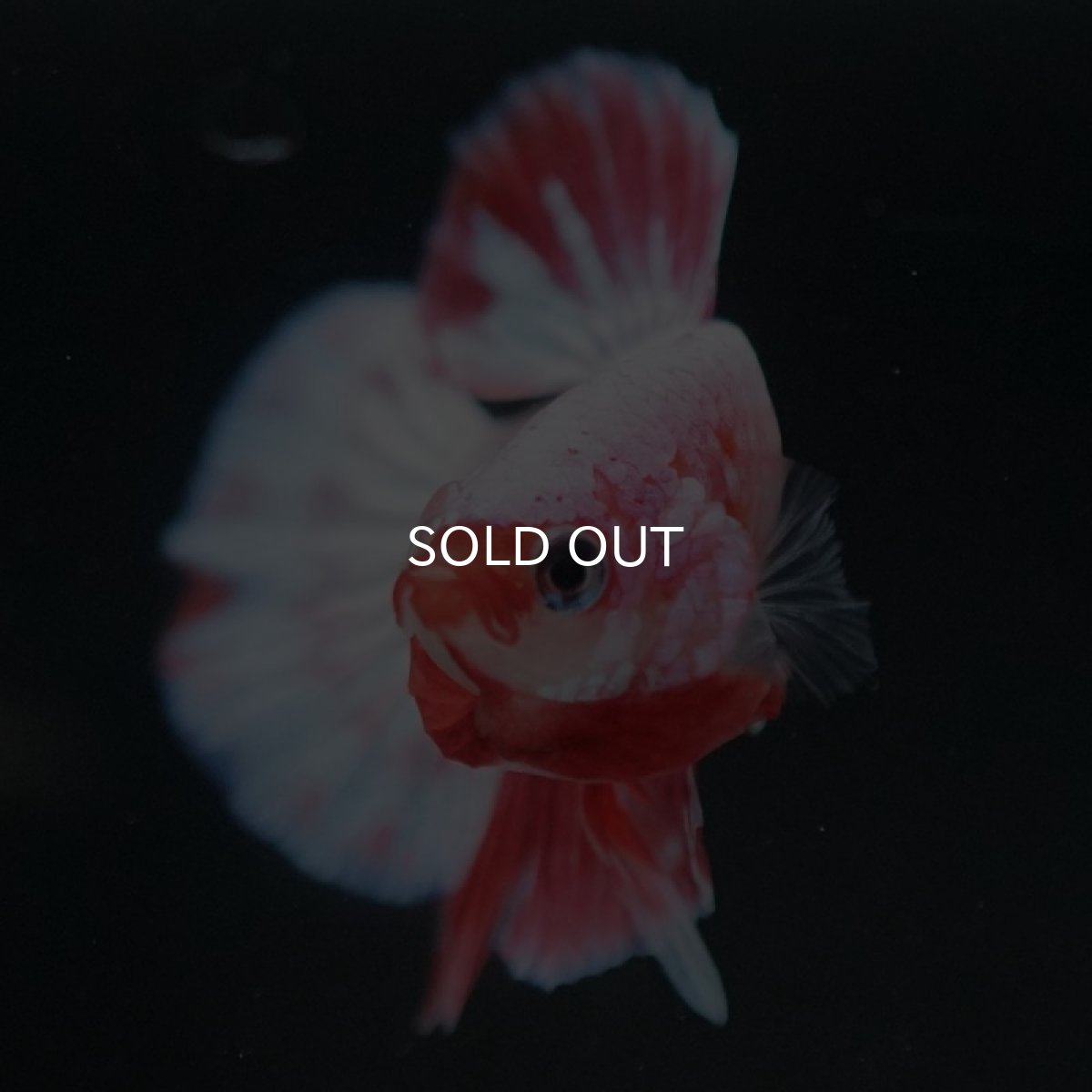 画像3: HMPK　ファンシー (3)