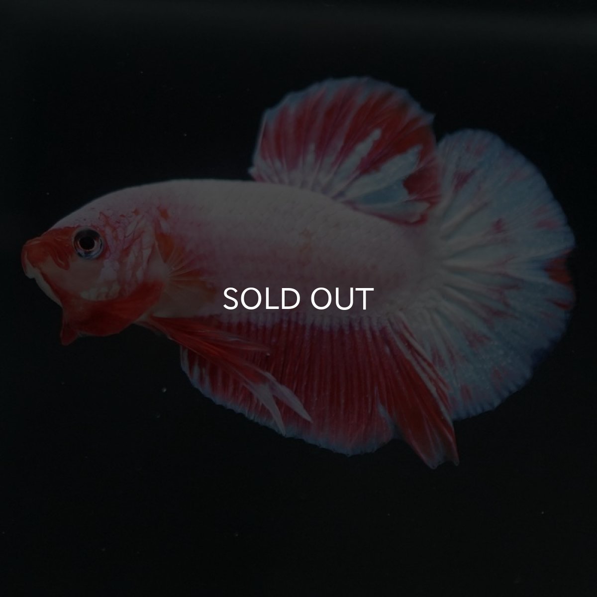 画像2: HMPK　ファンシー (2)