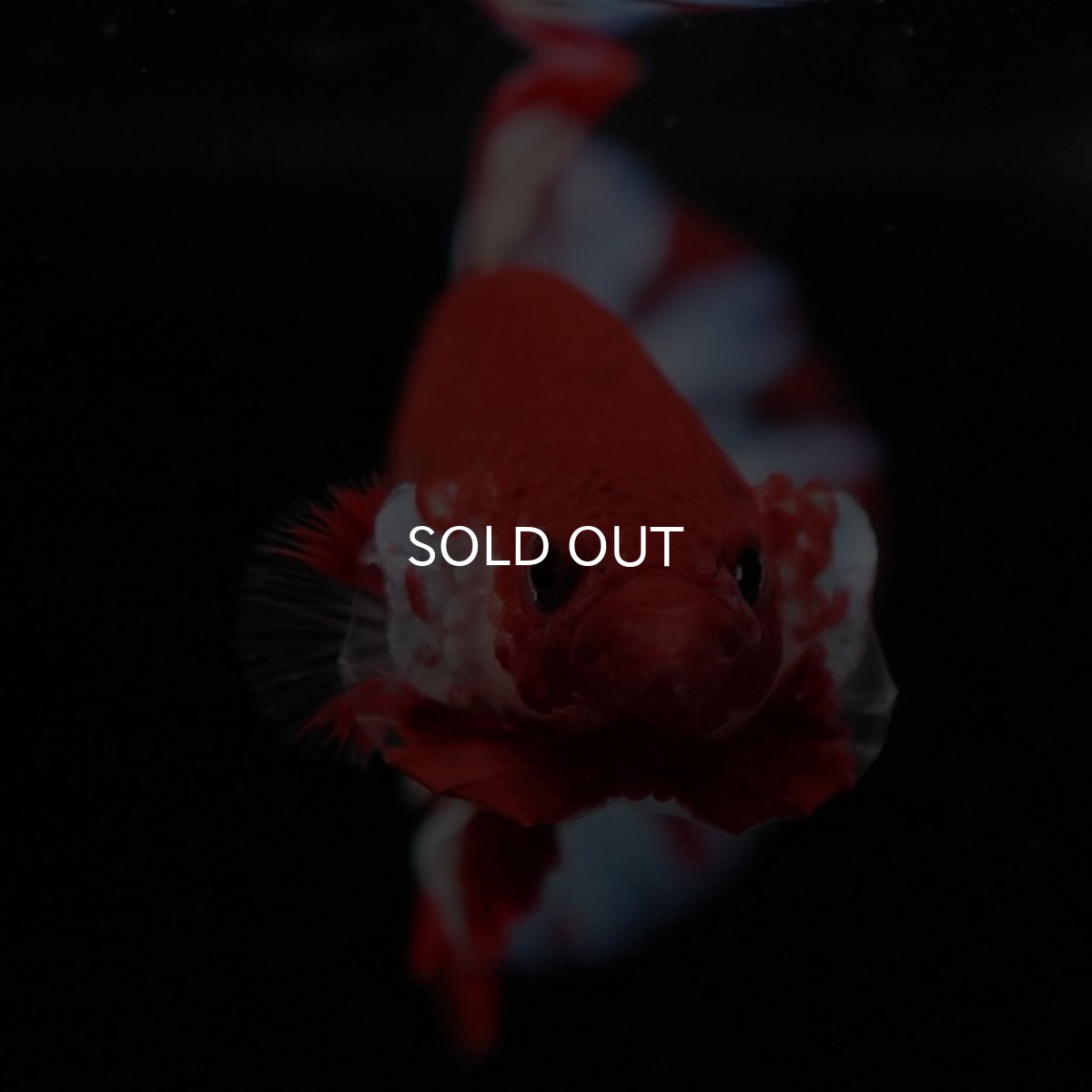 画像10: HMPK　ファンシーレッド (10)