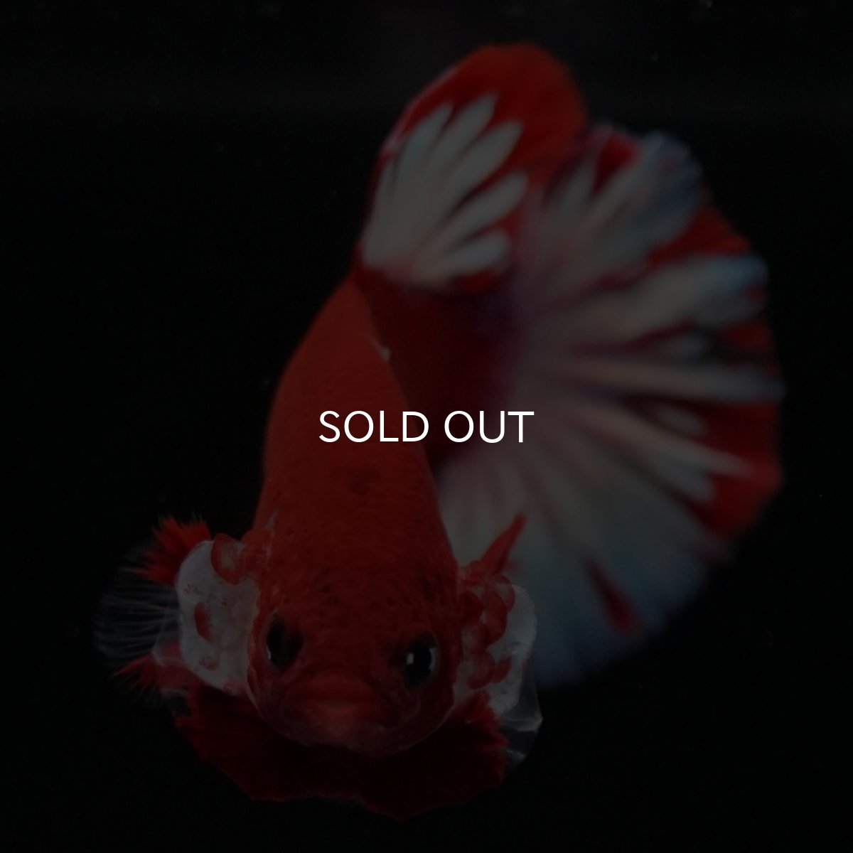 画像9: HMPK　ファンシーレッド (9)