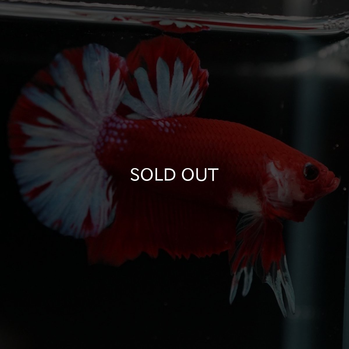 画像8: HMPK　ファンシーレッド (8)