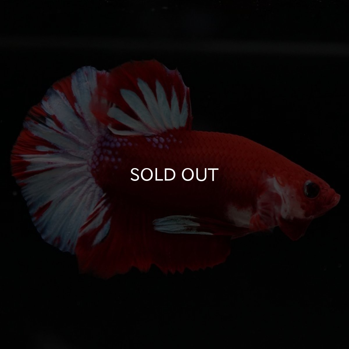 画像7: HMPK　ファンシーレッド (7)