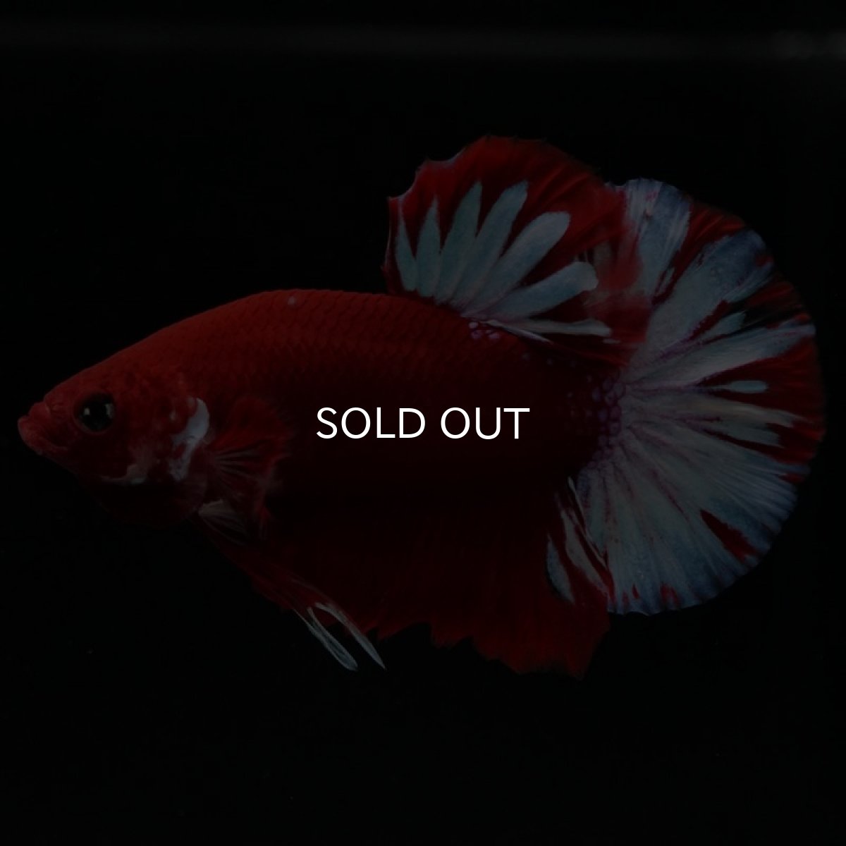 画像5: HMPK　ファンシーレッド (5)