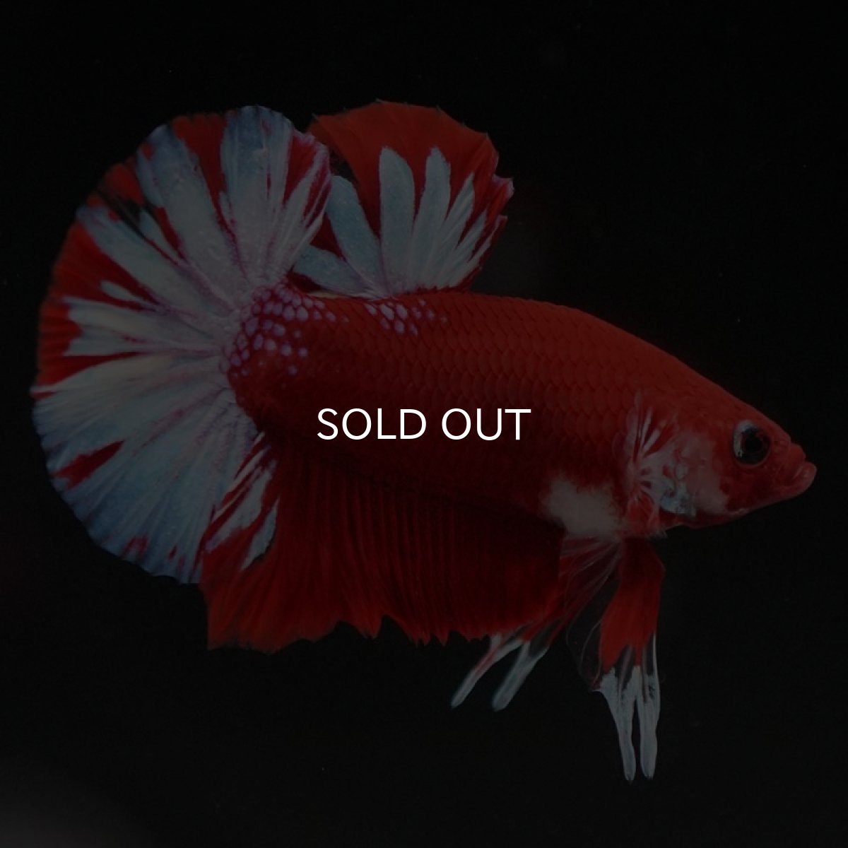 画像4: HMPK　ファンシーレッド (4)