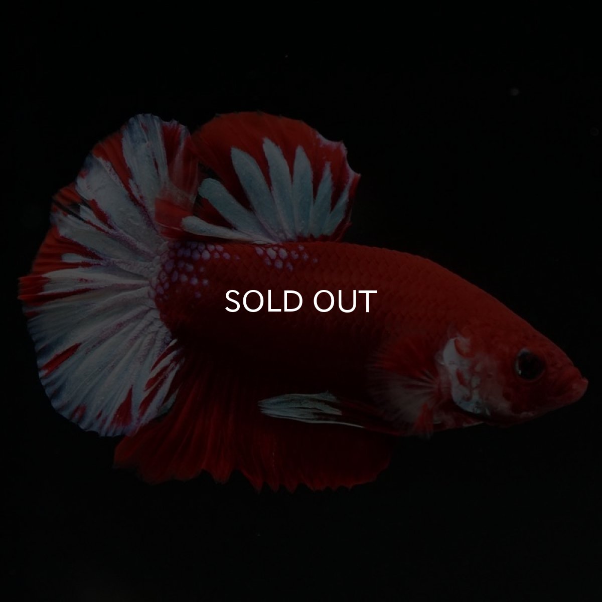 画像2: HMPK　ファンシーレッド (2)