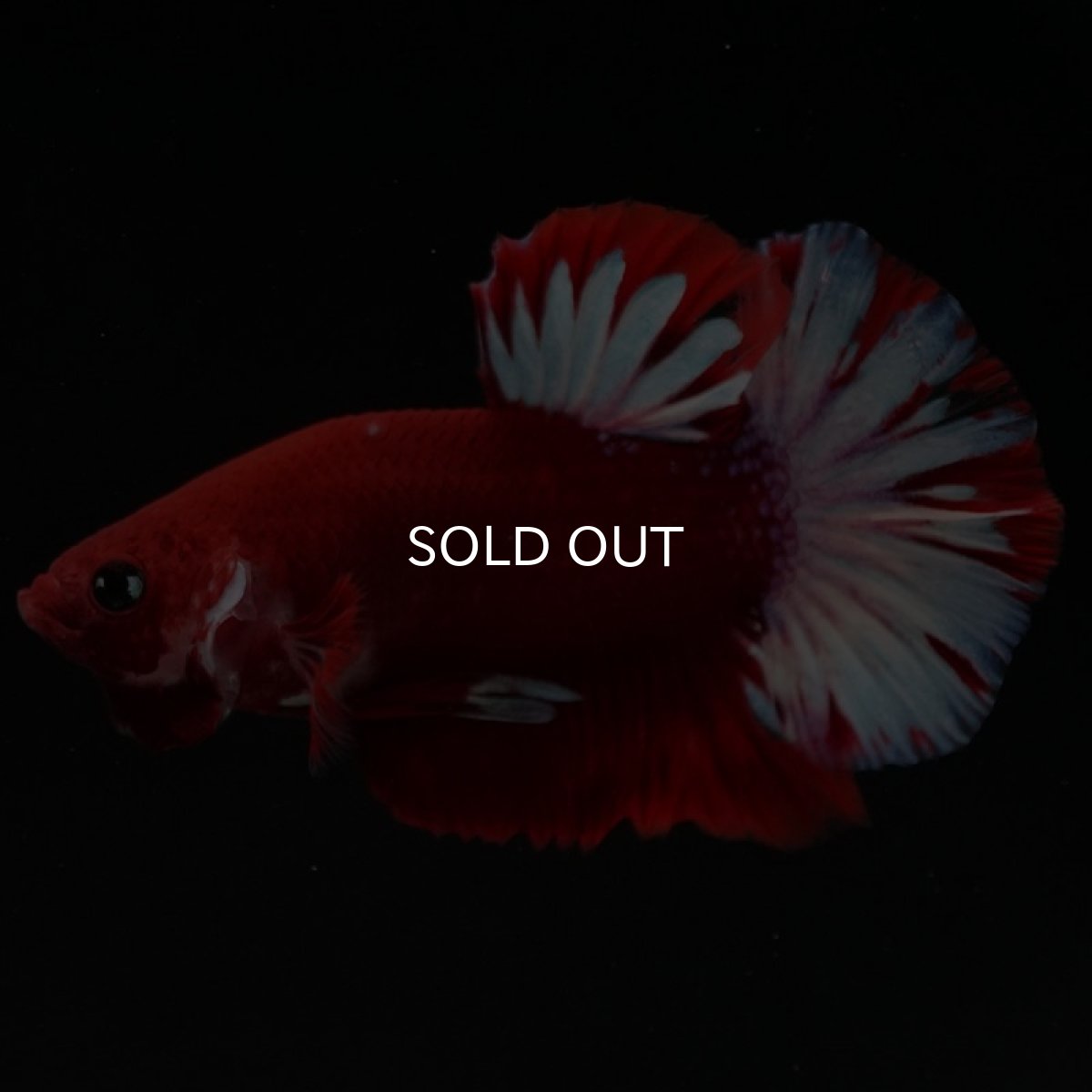 画像3: HMPK　ファンシーレッド (3)