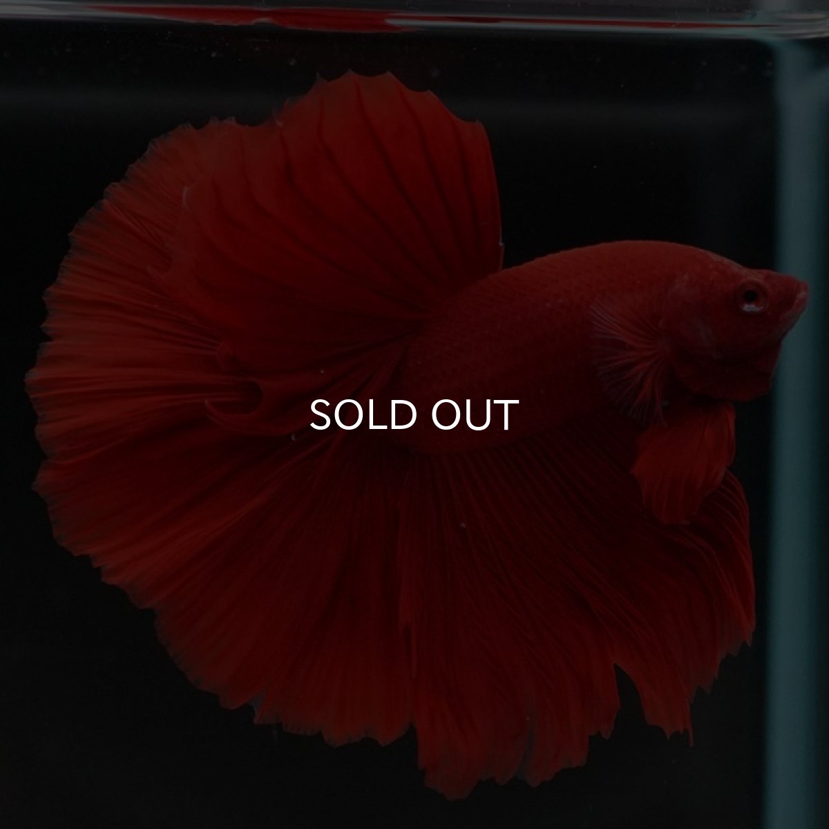 画像3: HM　ソリッドレッド (3)