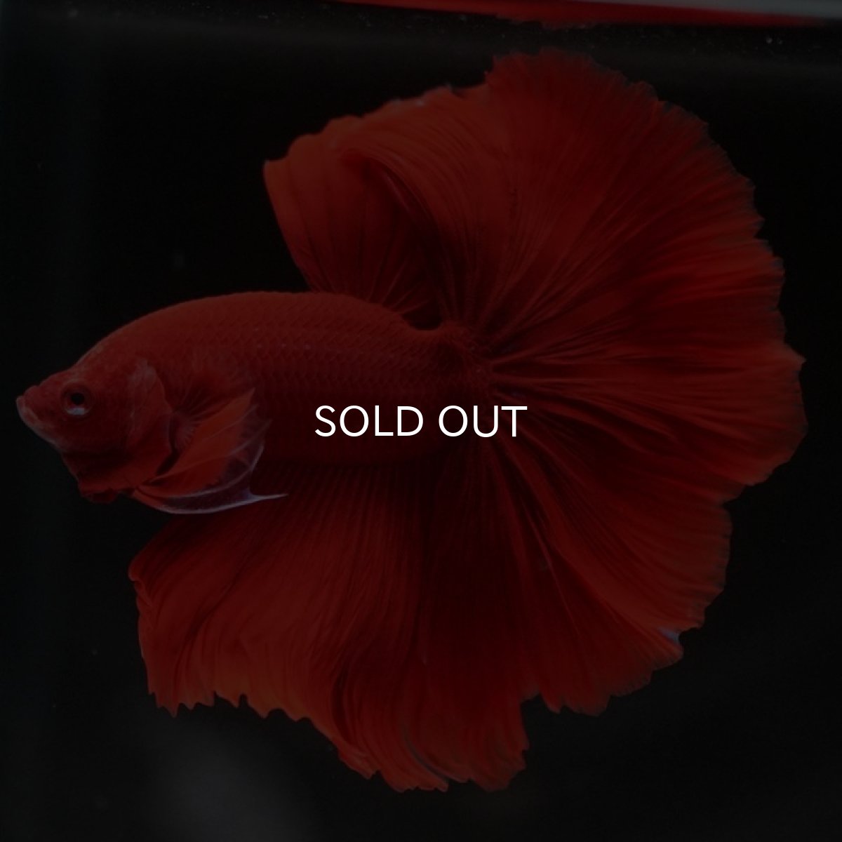 画像2: HM　ソリッドレッド (2)