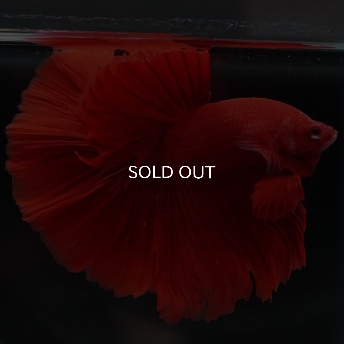 画像8: HM　ソリッドレッド (8)