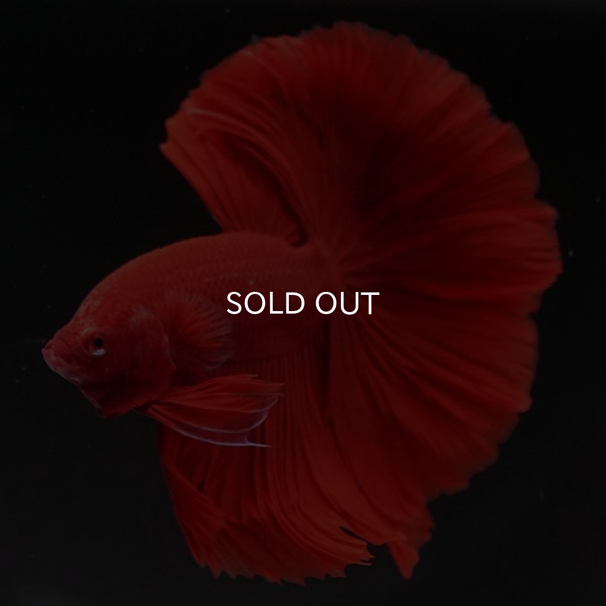 画像7: HM　ソリッドレッド (7)