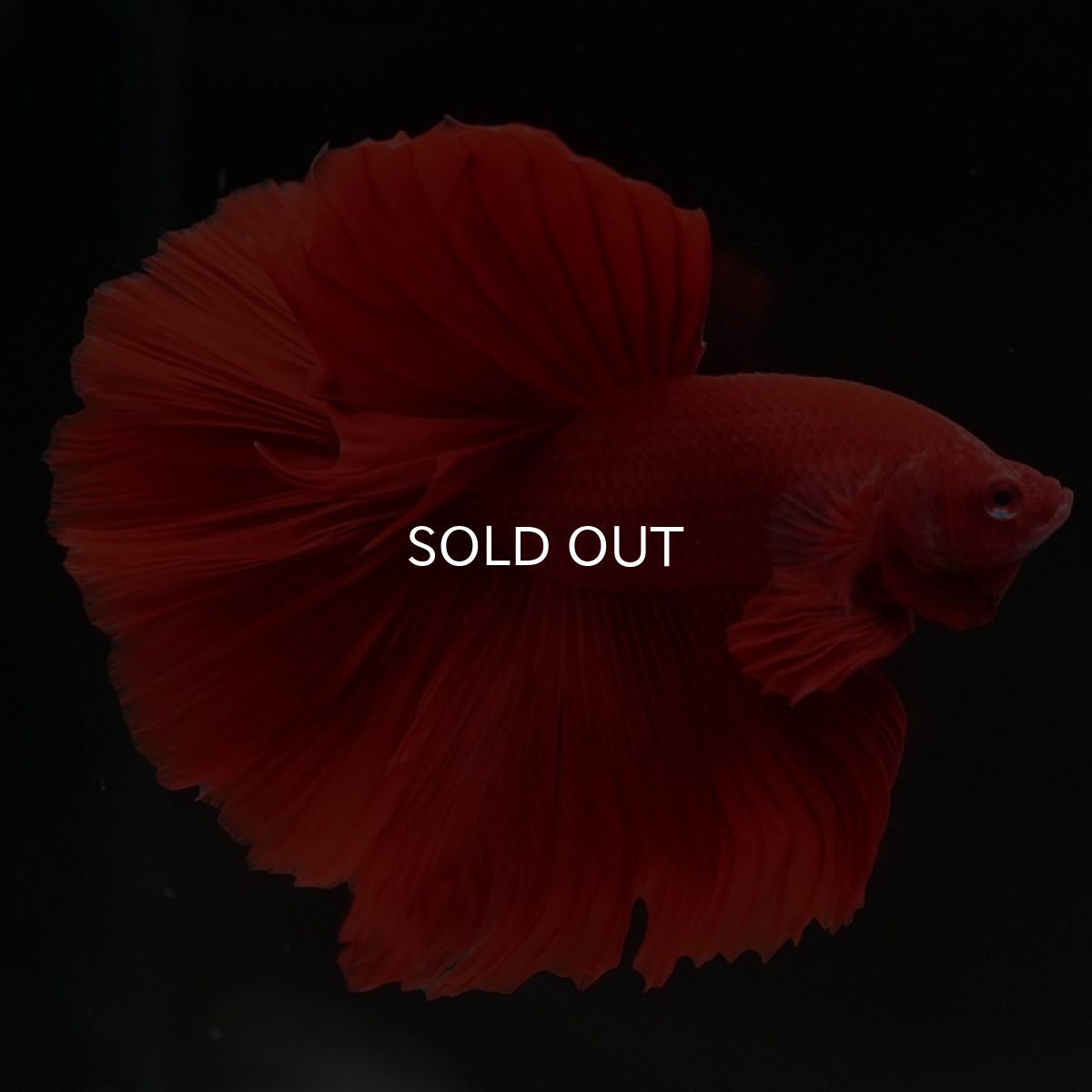 画像6: HM　ソリッドレッド (6)