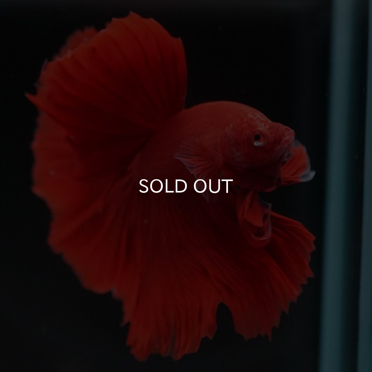 画像5: HM　ソリッドレッド (5)