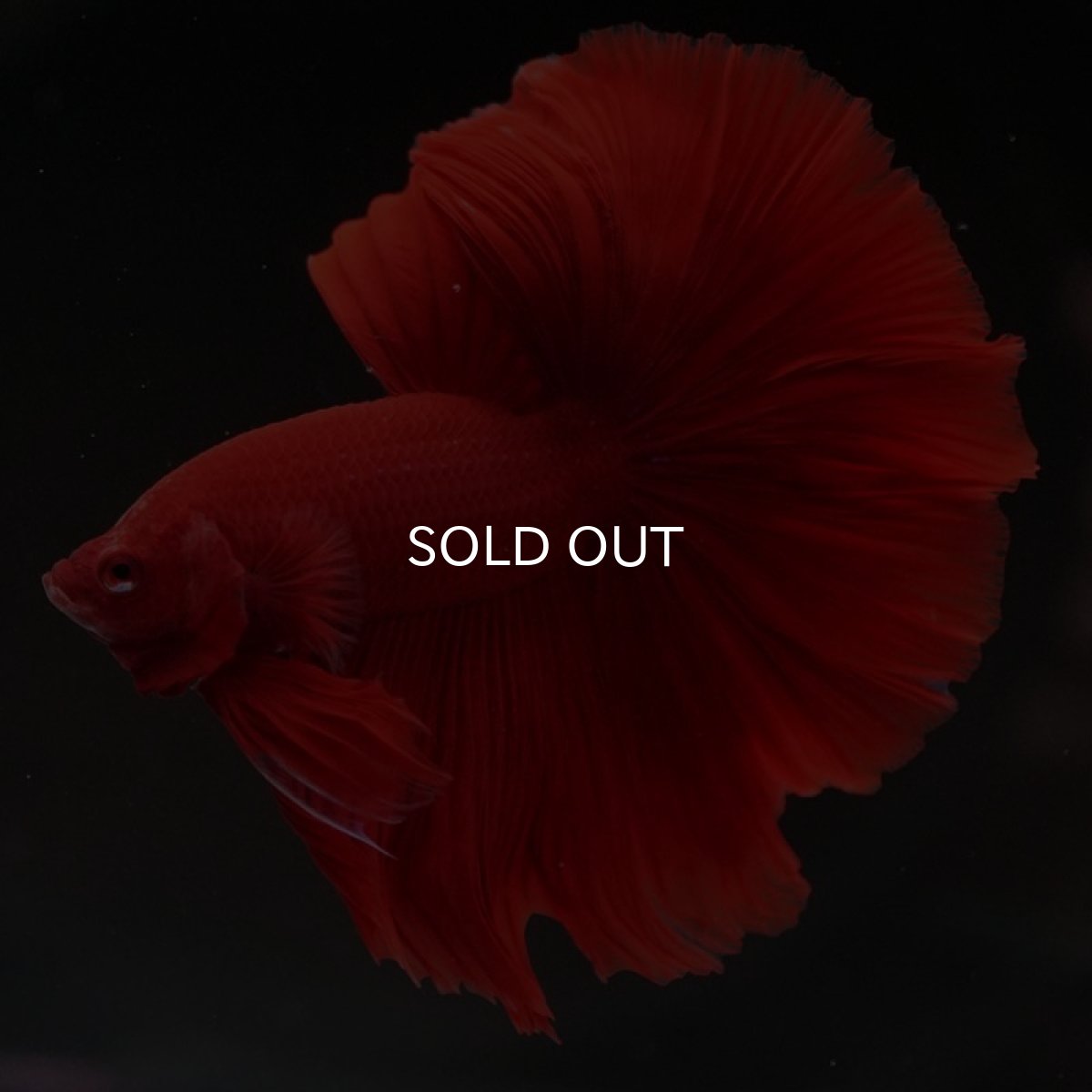 画像4: HM　ソリッドレッド (4)