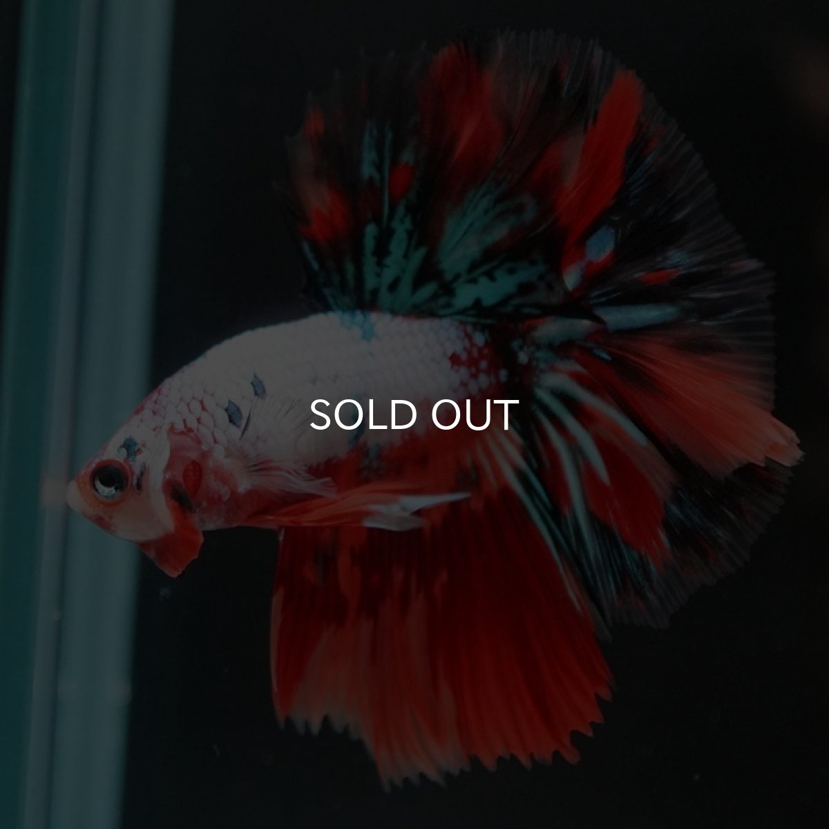 画像7: HM　キャンディレインボー (7)