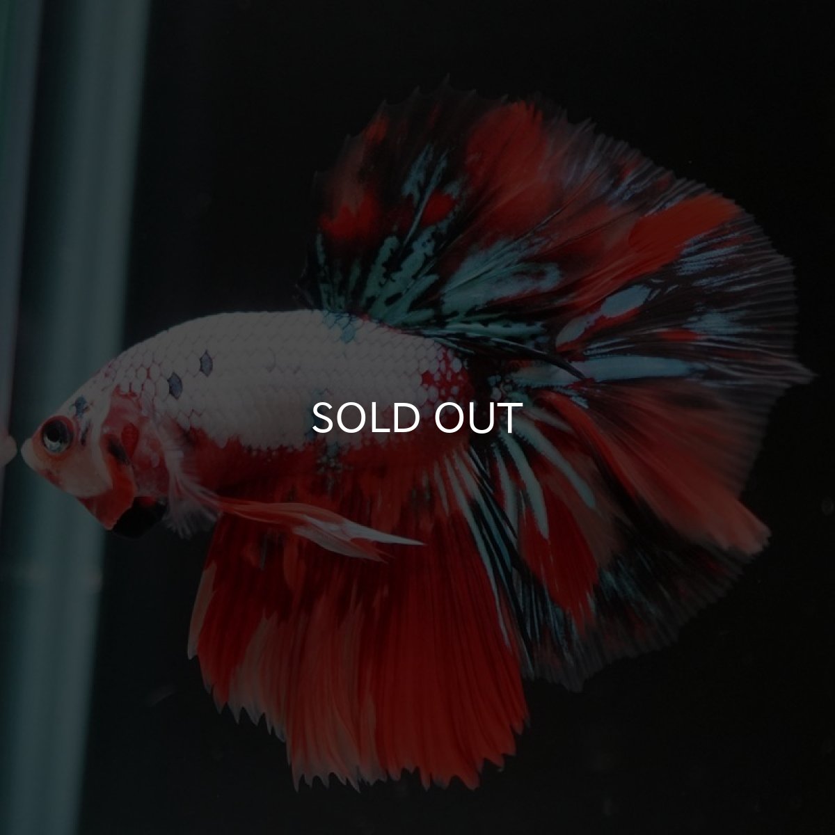 画像4: HM　キャンディレインボー (4)