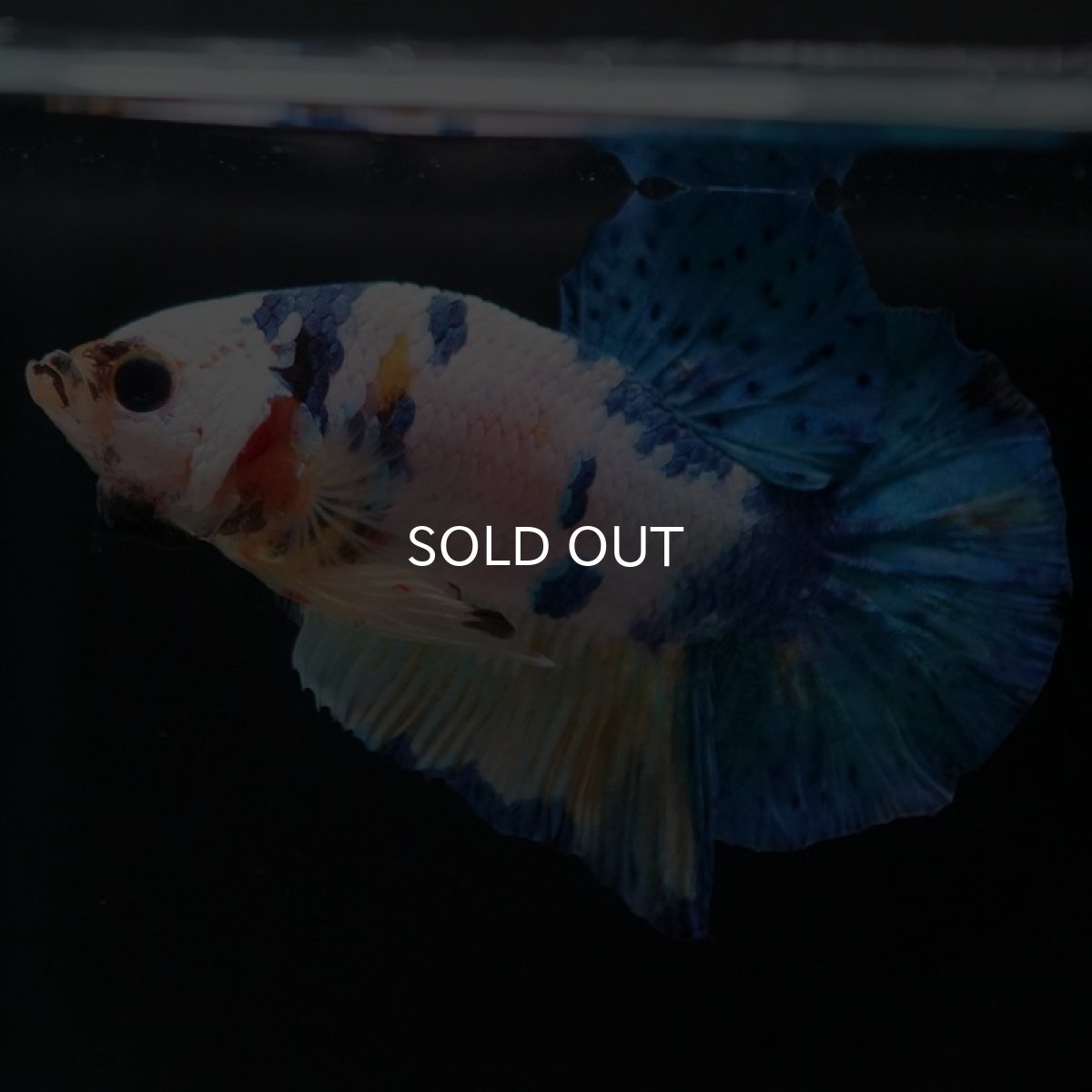 画像8: HMPK イエロータイガーギャラクシー (8)