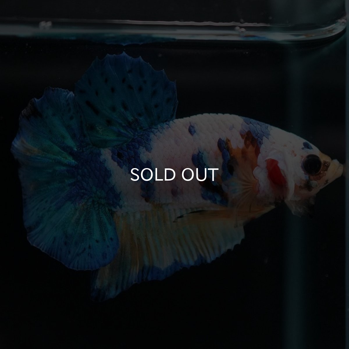 画像7: HMPK イエロータイガーギャラクシー (7)