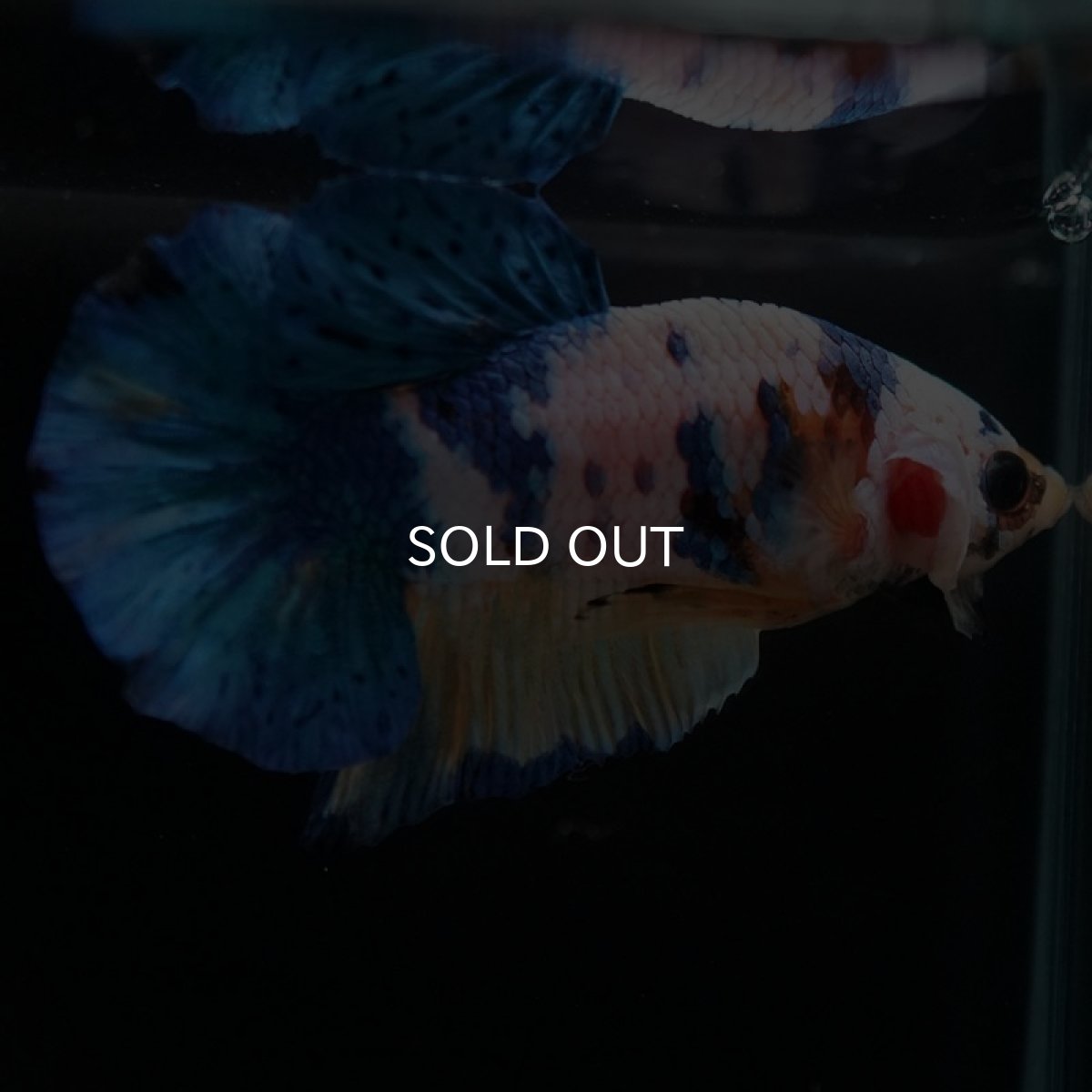 画像6: HMPK イエロータイガーギャラクシー (6)