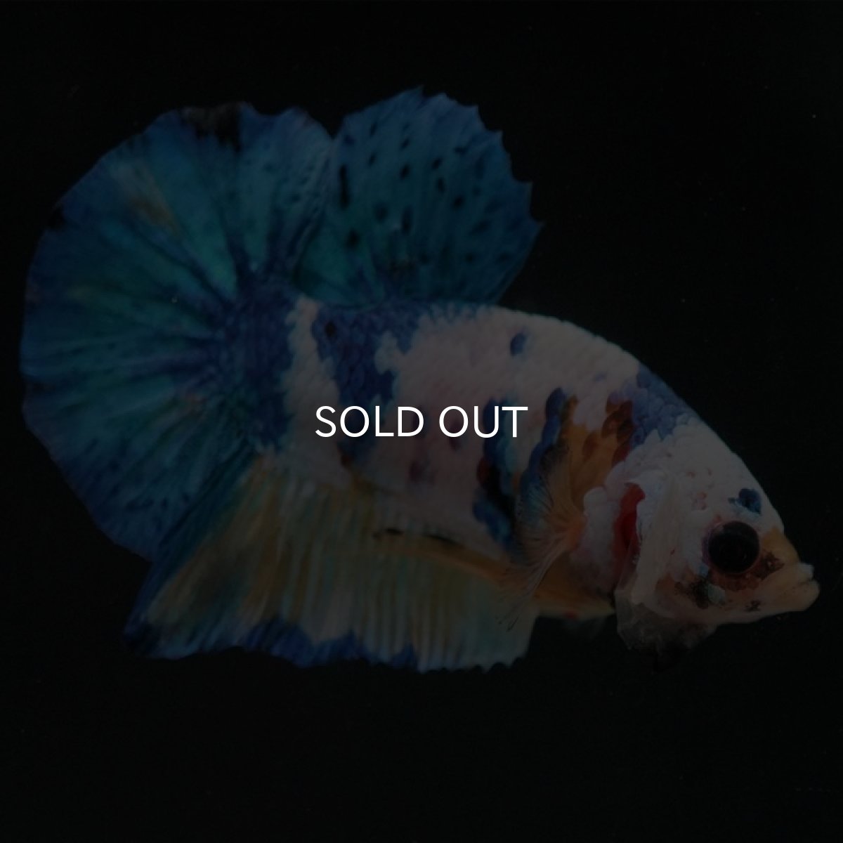 画像5: HMPK イエロータイガーギャラクシー (5)