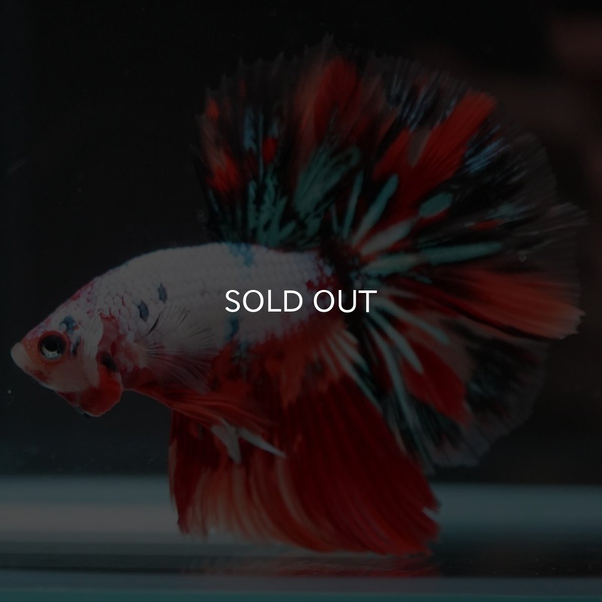 画像6: HM　キャンディレインボー (6)