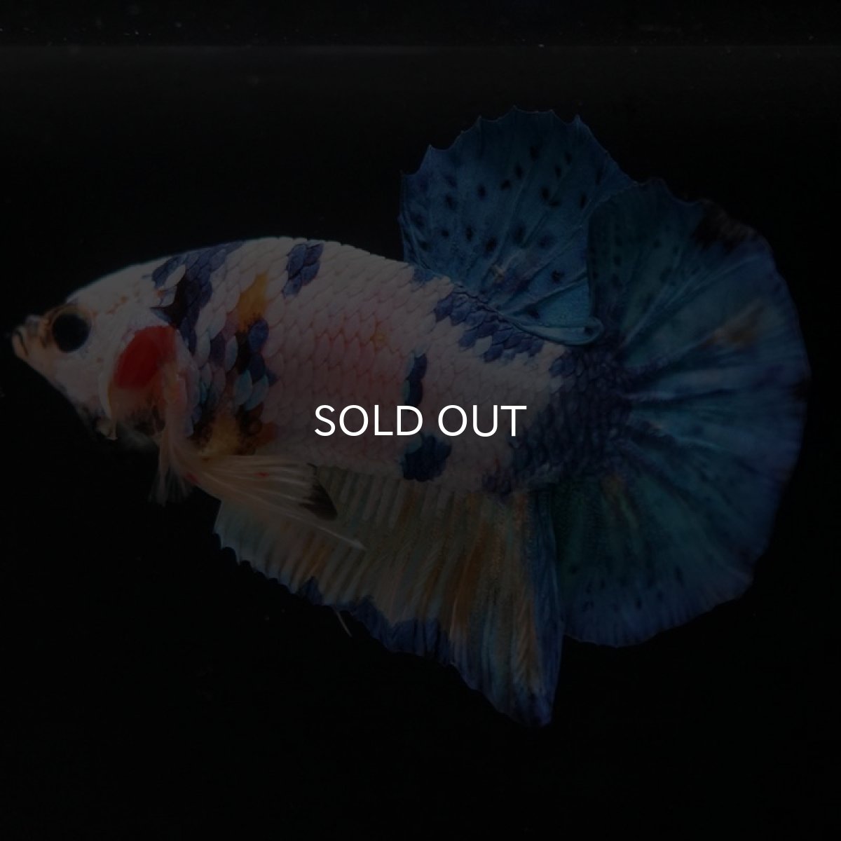 画像4: HMPK イエロータイガーギャラクシー (4)