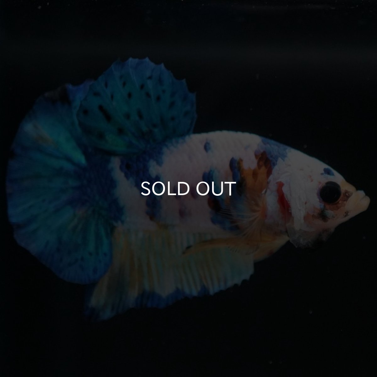 画像3: HMPK イエロータイガーギャラクシー (3)