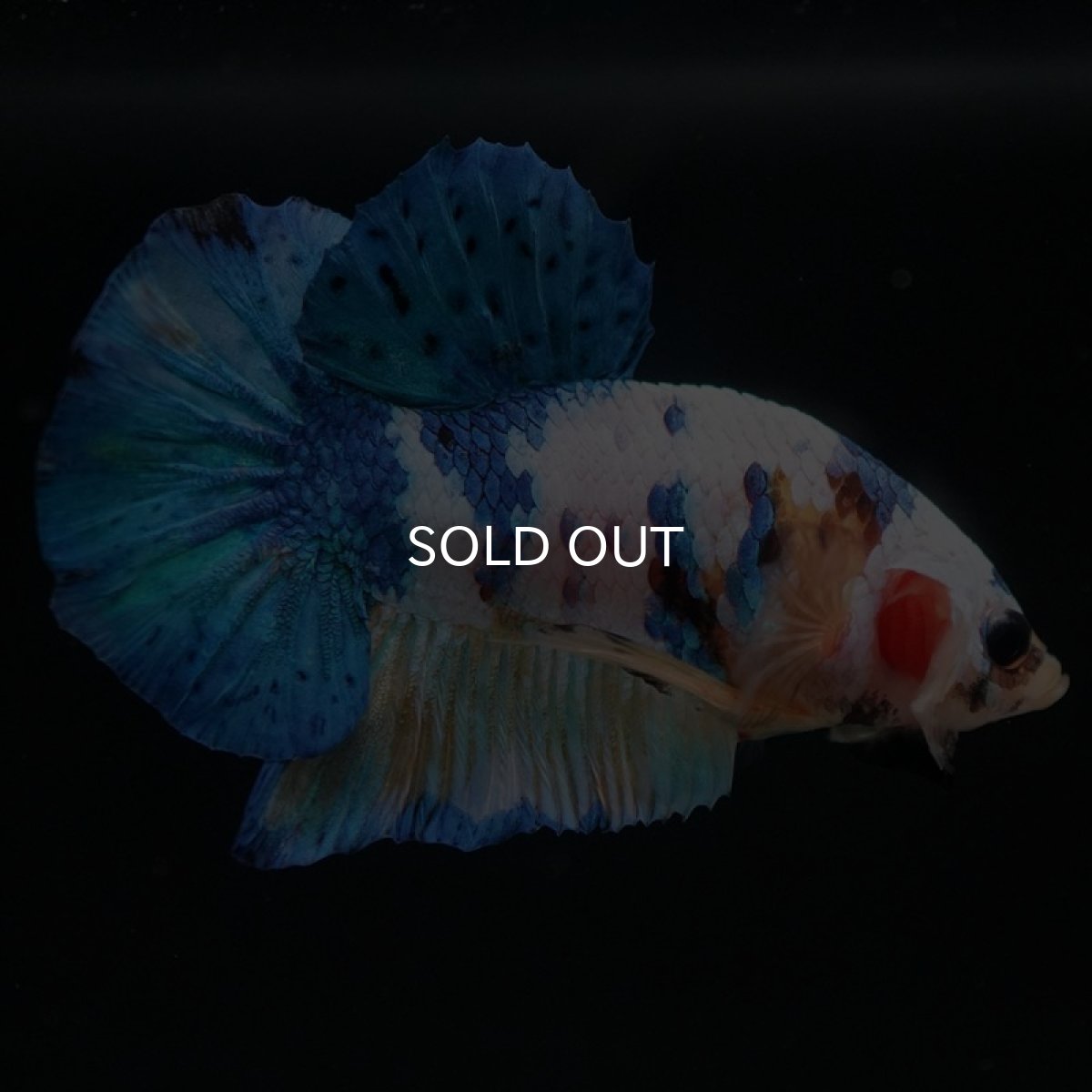 画像2: HMPK イエロータイガーギャラクシー (2)