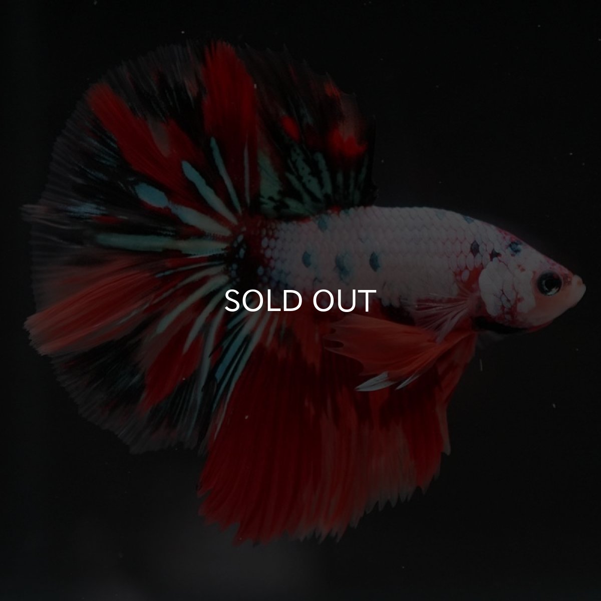 画像5: HM　キャンディレインボー (5)