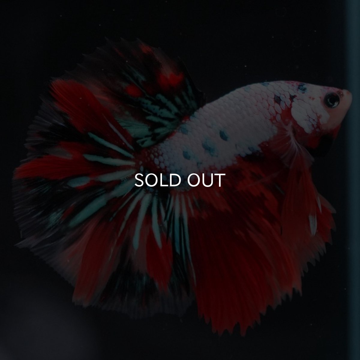 画像3: HM　キャンディレインボー (3)