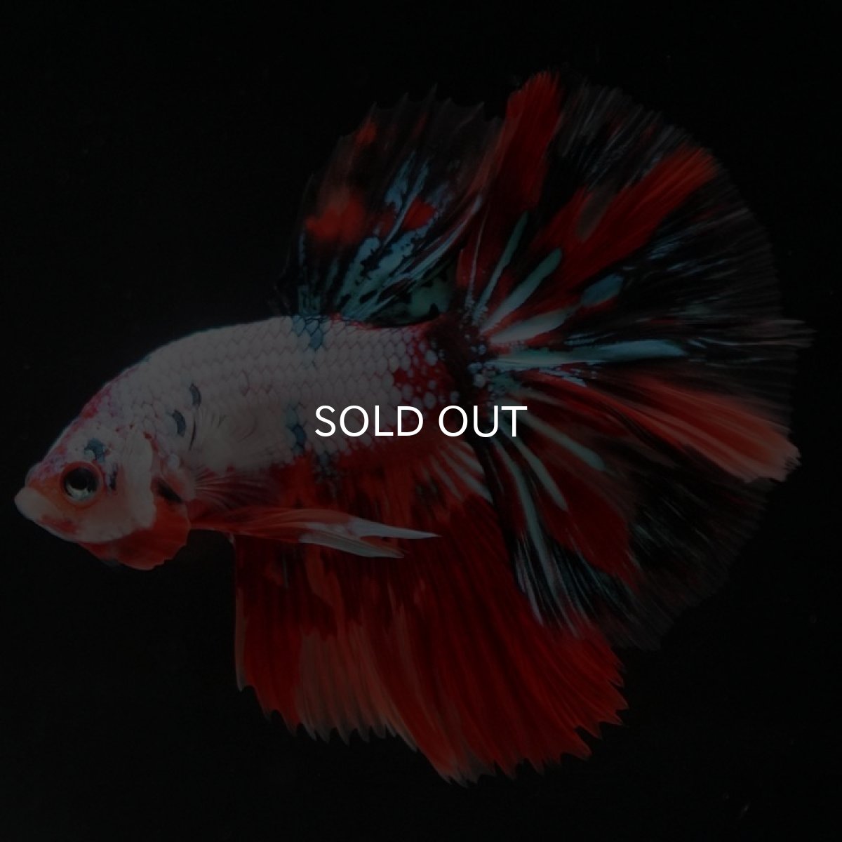 画像2: HM　キャンディレインボー (2)