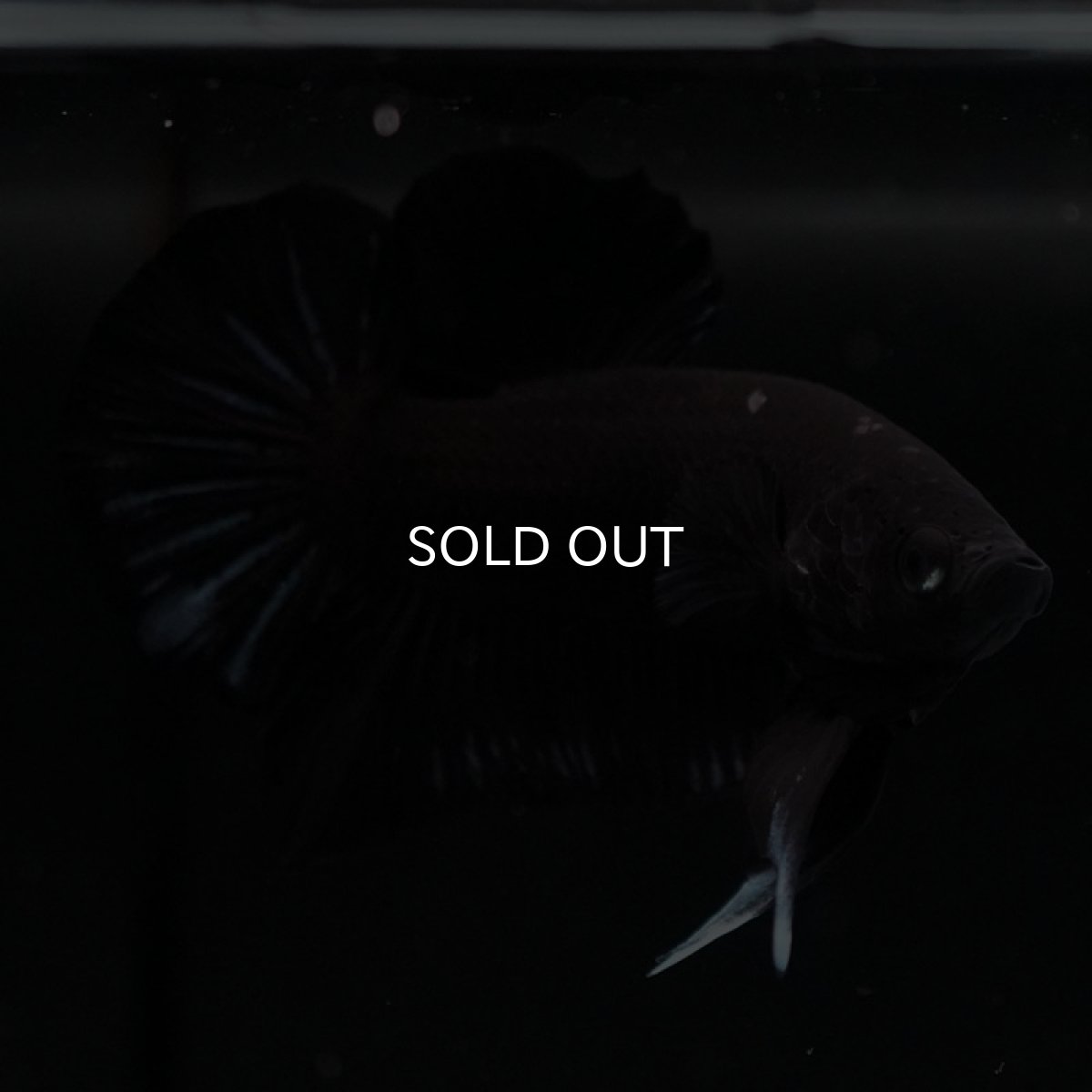 画像6: HMPK　ブラックオーキッド (6)