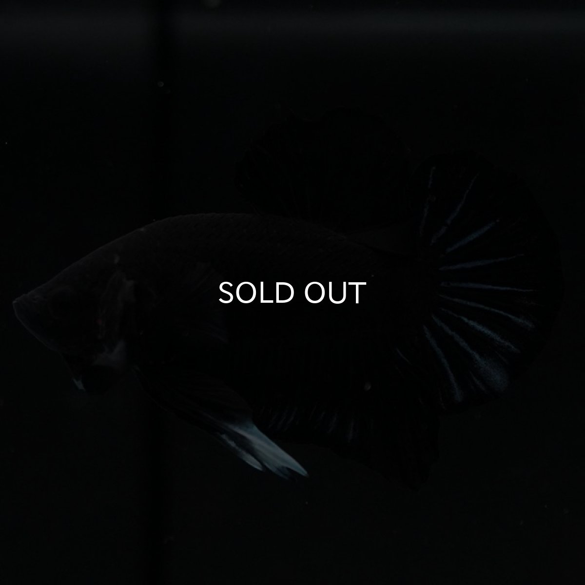 画像8: HMPK　ブラックオーキッド (8)