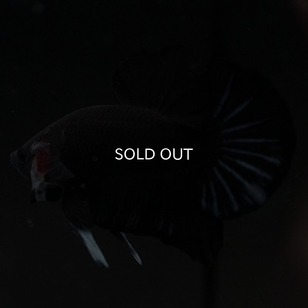 画像3: HMPK　ブラックオーキッド (3)