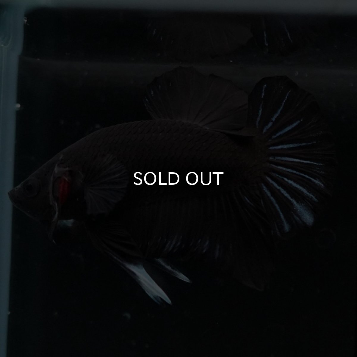 画像7: HMPK　ブラックオーキッド (7)