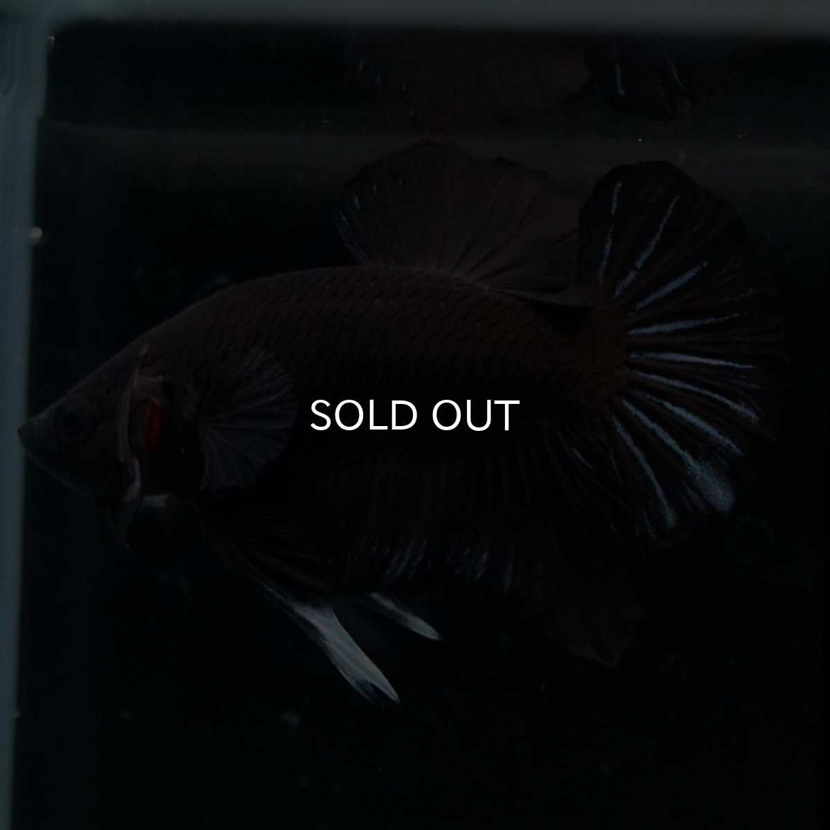 画像5: HMPK　ブラックオーキッド (5)