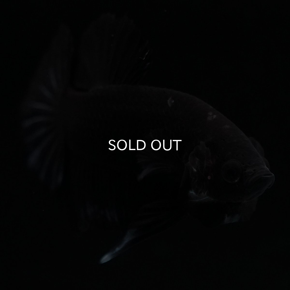 画像4: HMPK　ブラックオーキッド (4)