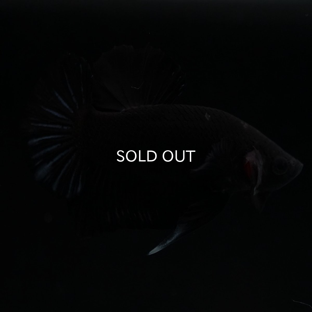 画像2: HMPK　ブラックオーキッド (2)