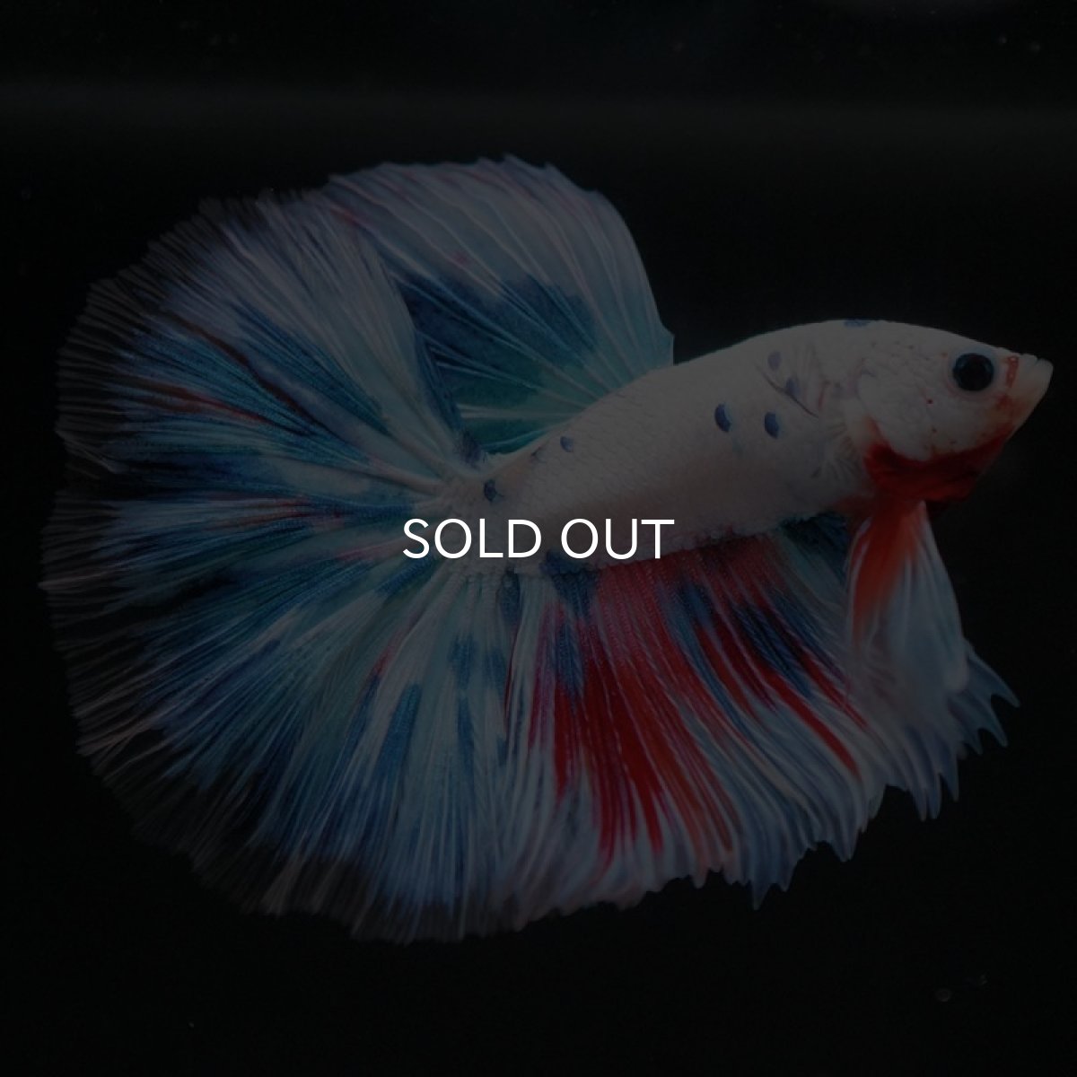 画像8: HM　ホワイトファンシー (8)