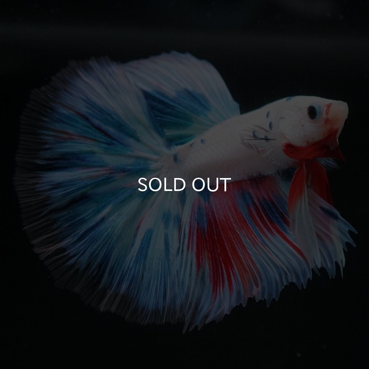 画像4: HM　ホワイトファンシー (4)