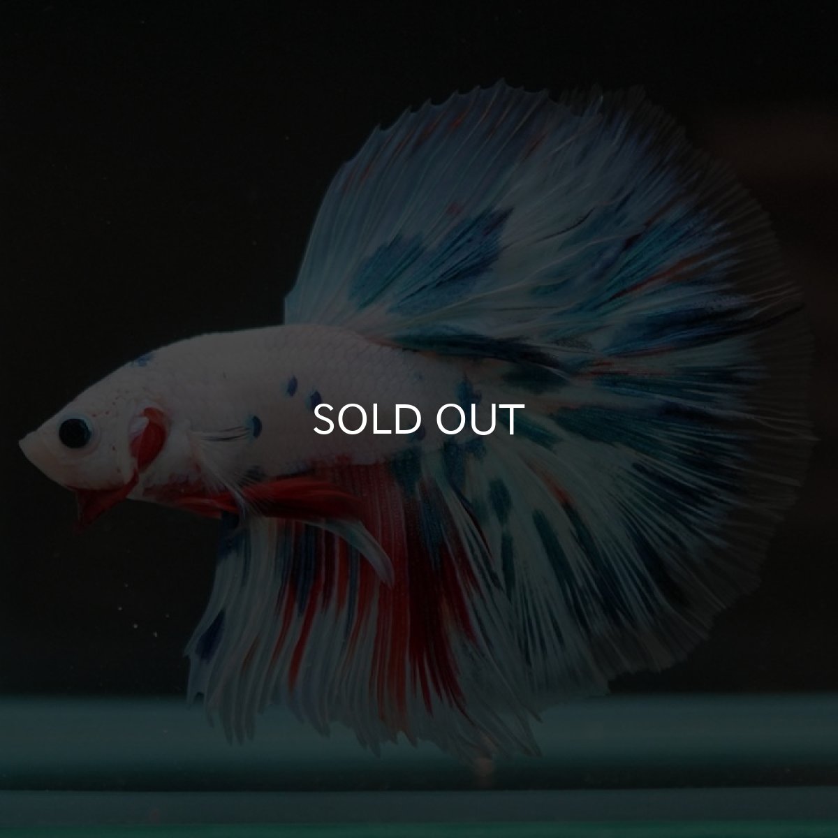 画像7: HM　ホワイトファンシー (7)